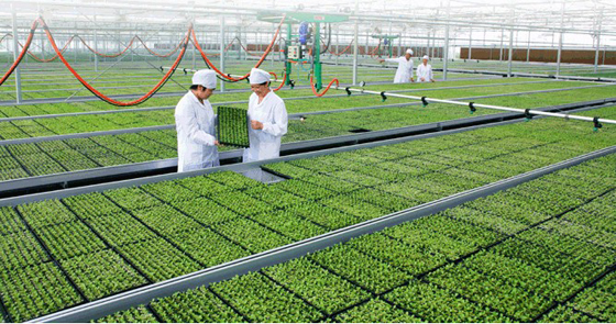 以色列农业示范园落户河南内乡_华胜物联网hsiot官方网站